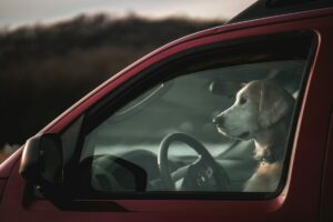 fenêtre de voiture de chien