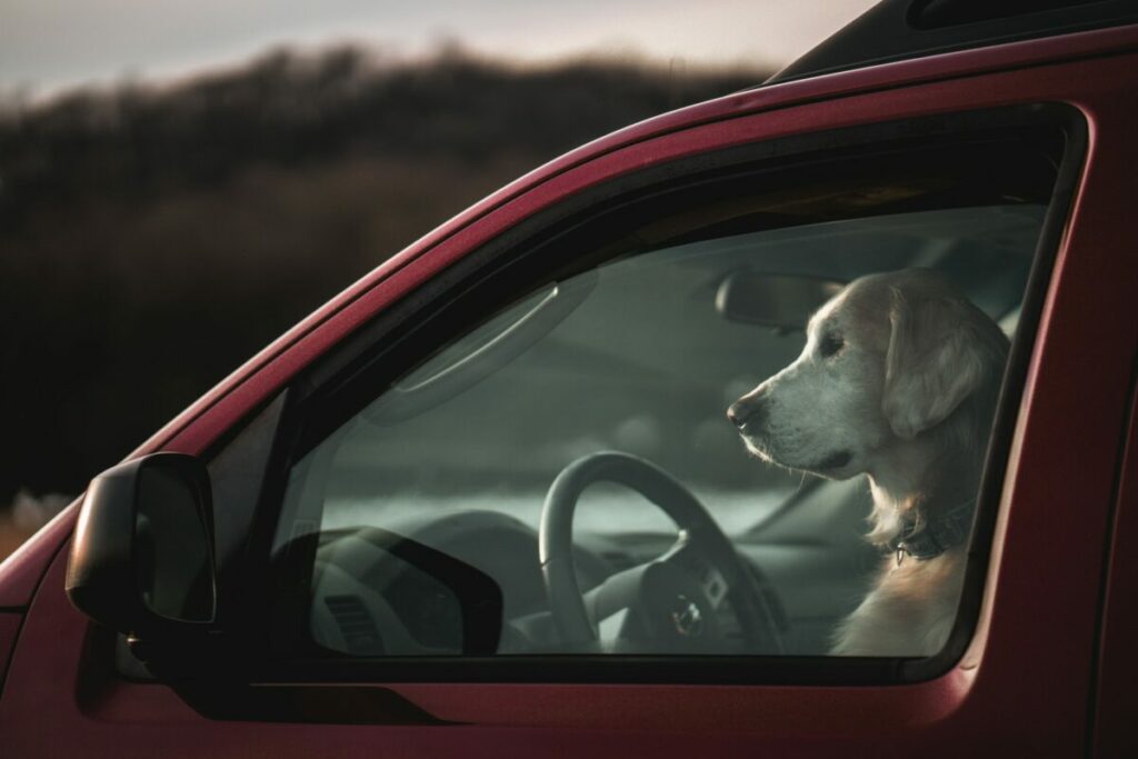 Peut-on casser une vitre pour sauver un chien dans une voiture ?