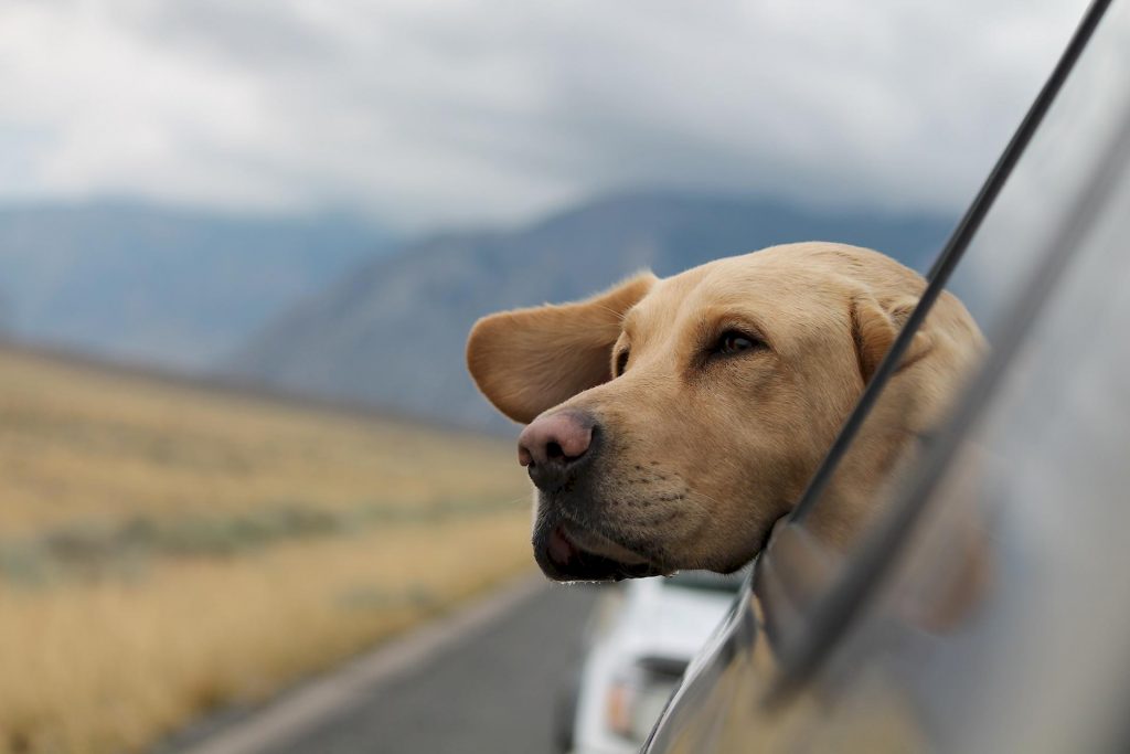Voyager en voiture avec son chien : tous les conseils utiles pour les longs trajets