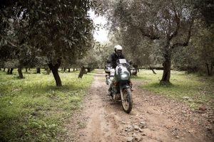 Raid des oliveraies en Sardaigne