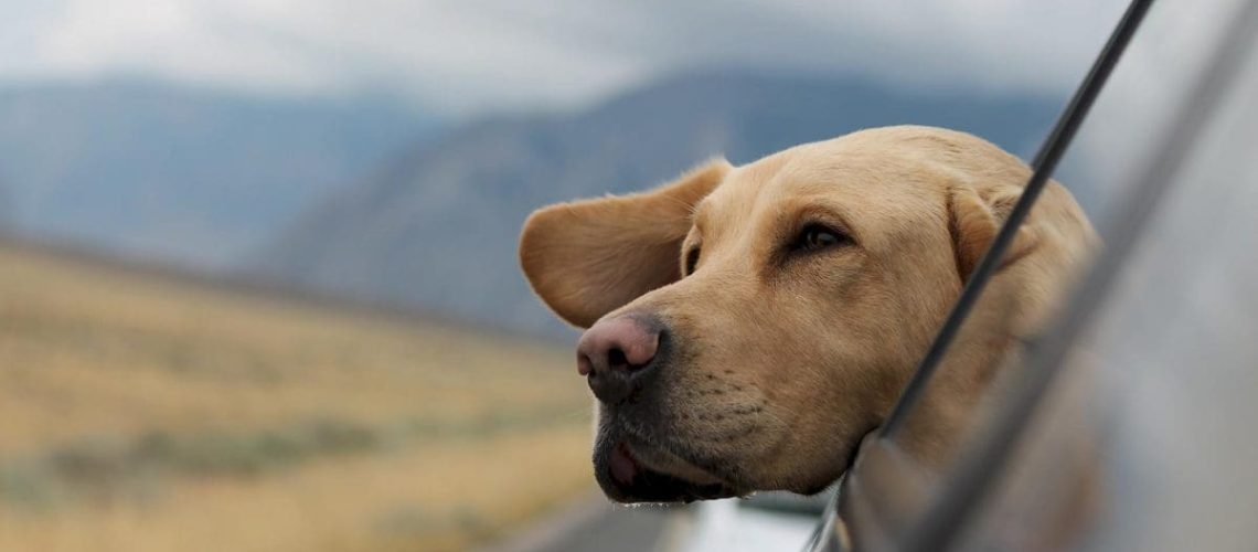 Viaggiare-in-auto-con-il-cane.jpg