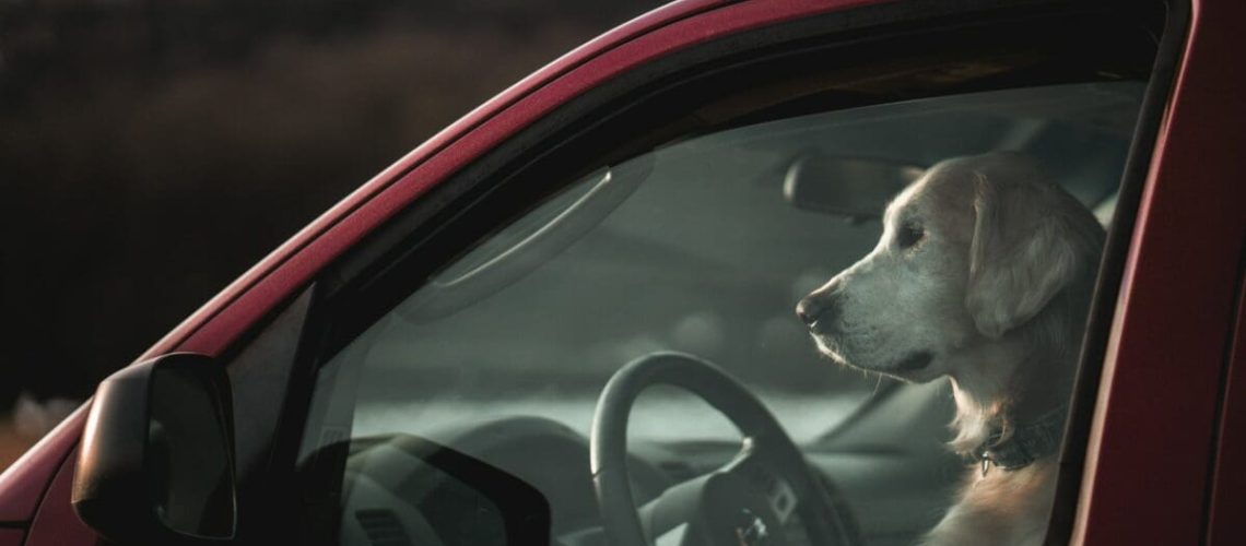 cane-finestrino-automobile.jpg