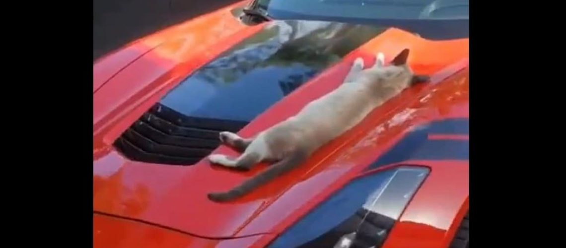 gatto-pennica-su-cofano-auto.jpg