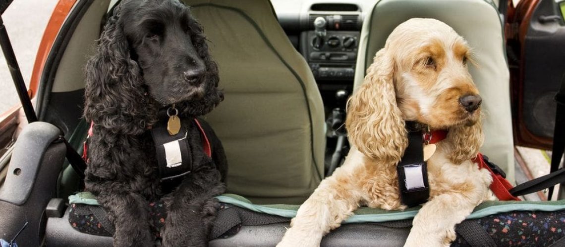 housse-de-protection-voiture-pour-chien.jpg