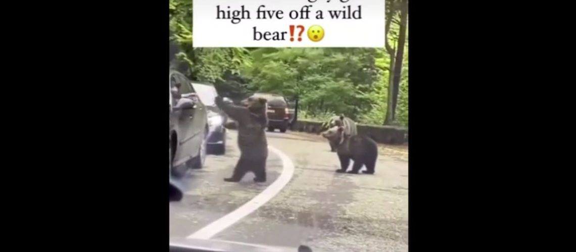orso-high-five.jpg